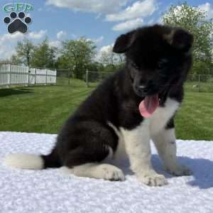 Jasmine, Akita Puppy